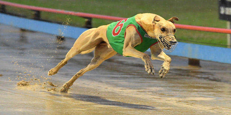 Thế nào là cá cược đua chó