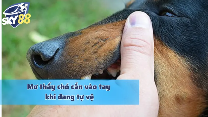 Giải mã giấc mơ chó cắn vào tay khi đang tự vệ