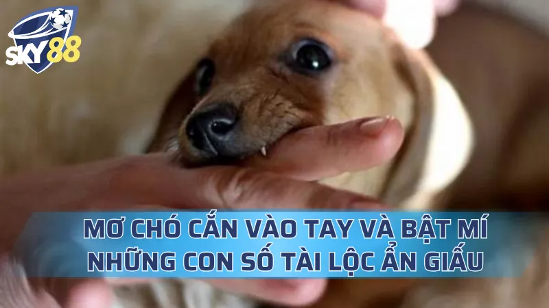 Mơ Chó Cắn Vào Tay