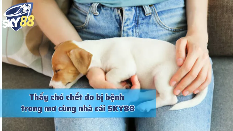 Giải mã giấc mơ thấy chó chết vì bị bệnh